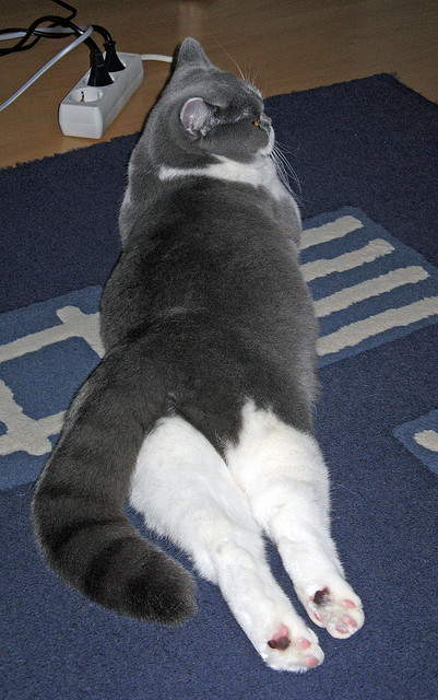 leyu乐鱼在线登录入口-外教未参与青训体系评估造成理念断裂，外教未参与青训体系评估造成理念断裂的原因