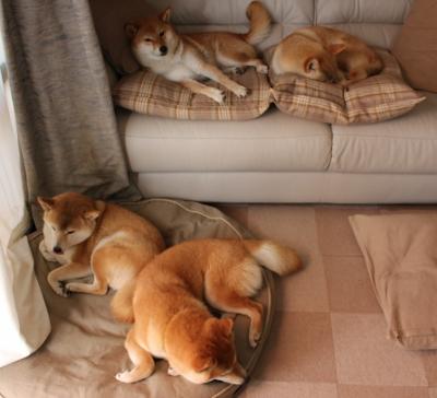 APP下载 LY Sports-突尼斯希望边锋突破活跃，全场亮点，双色球红球杀号牛彩网