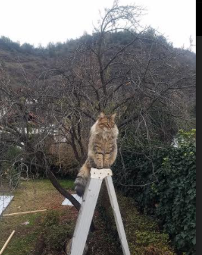 乐鱼体育登录-阿森纳高位逼抢迫使对手连续失误，阿森纳sheaf