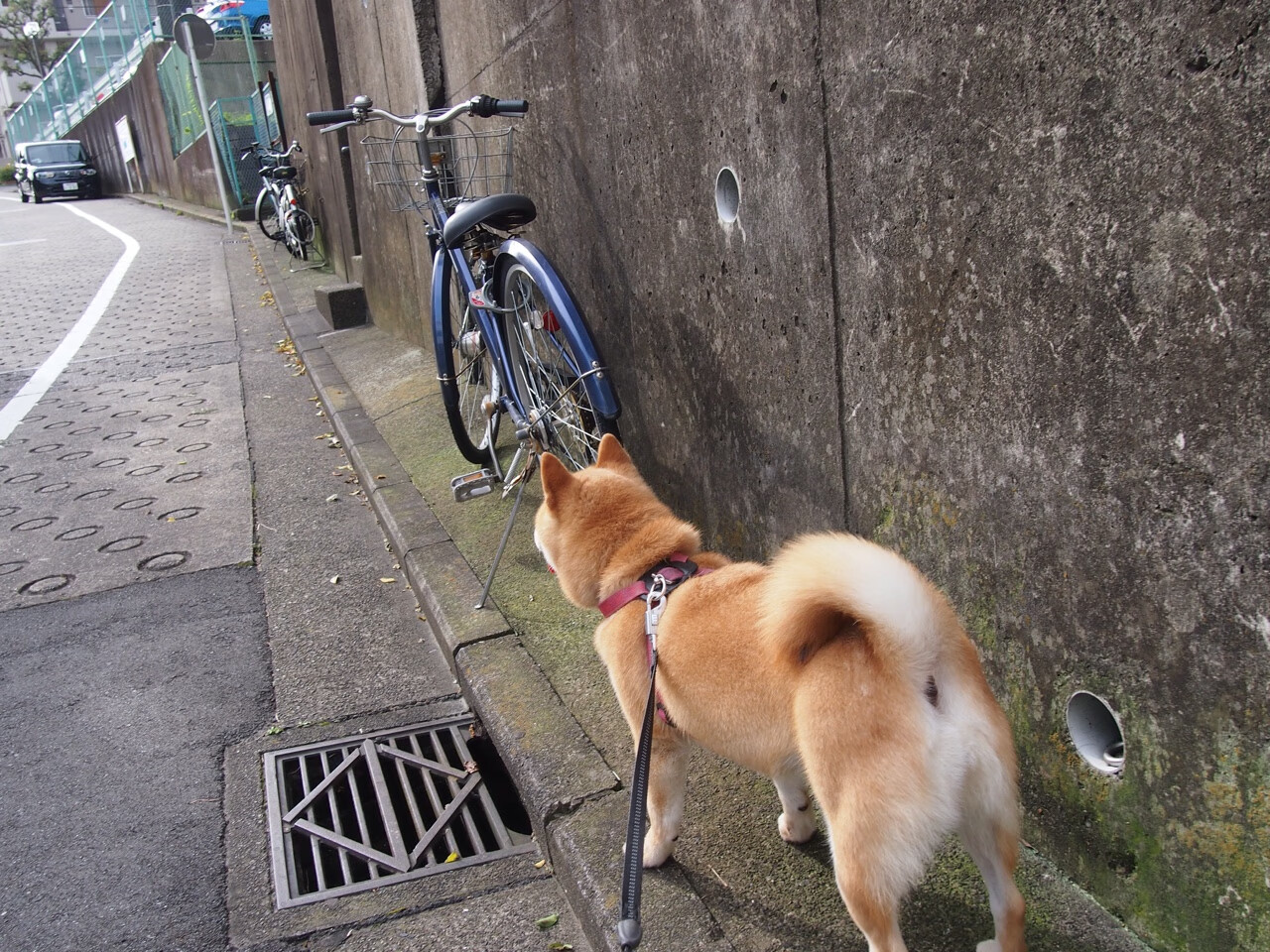 leyu.com-中小学篮球注重培养运动兴趣促进健康生活，中小学生篮球培训方案