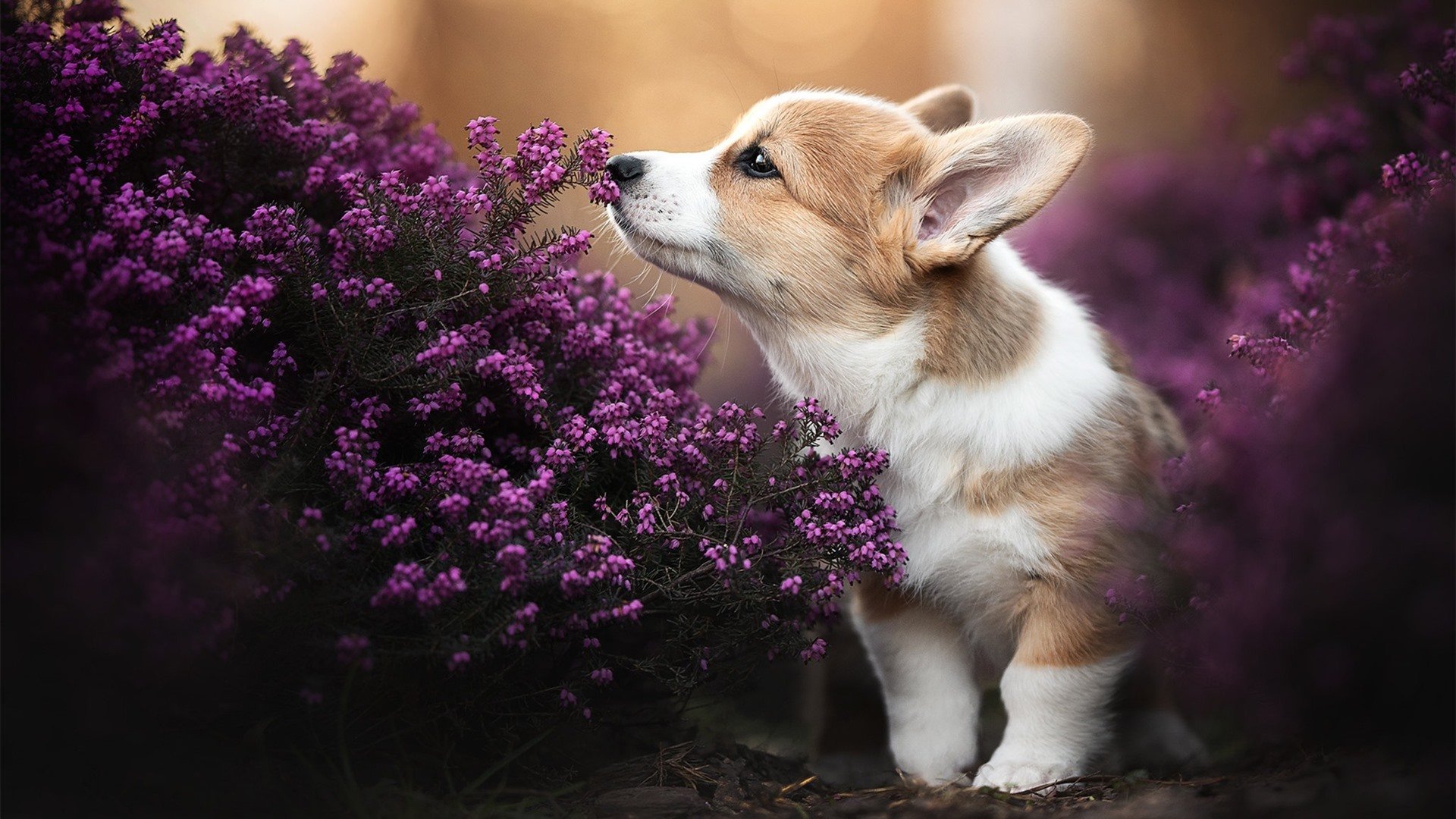 乐鱼app-尤文图斯引援成功，中场实力大提升