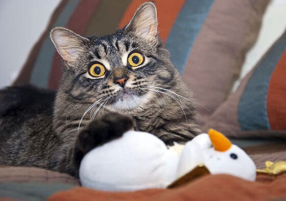 乐鱼体育App下载-林丹称羽毛球推广更需要家庭参与,林丹羽毛球的地位