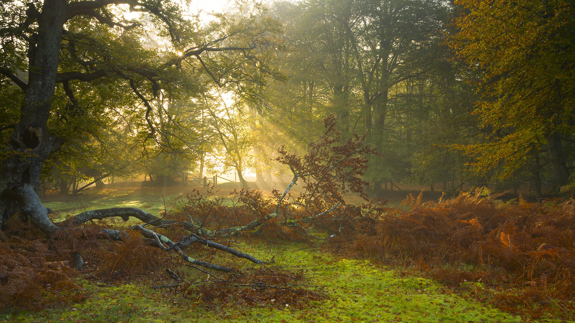 leyu乐鱼-美洲杯球场奇迹：逆境中崛起的英雄，美洲杯举办球场