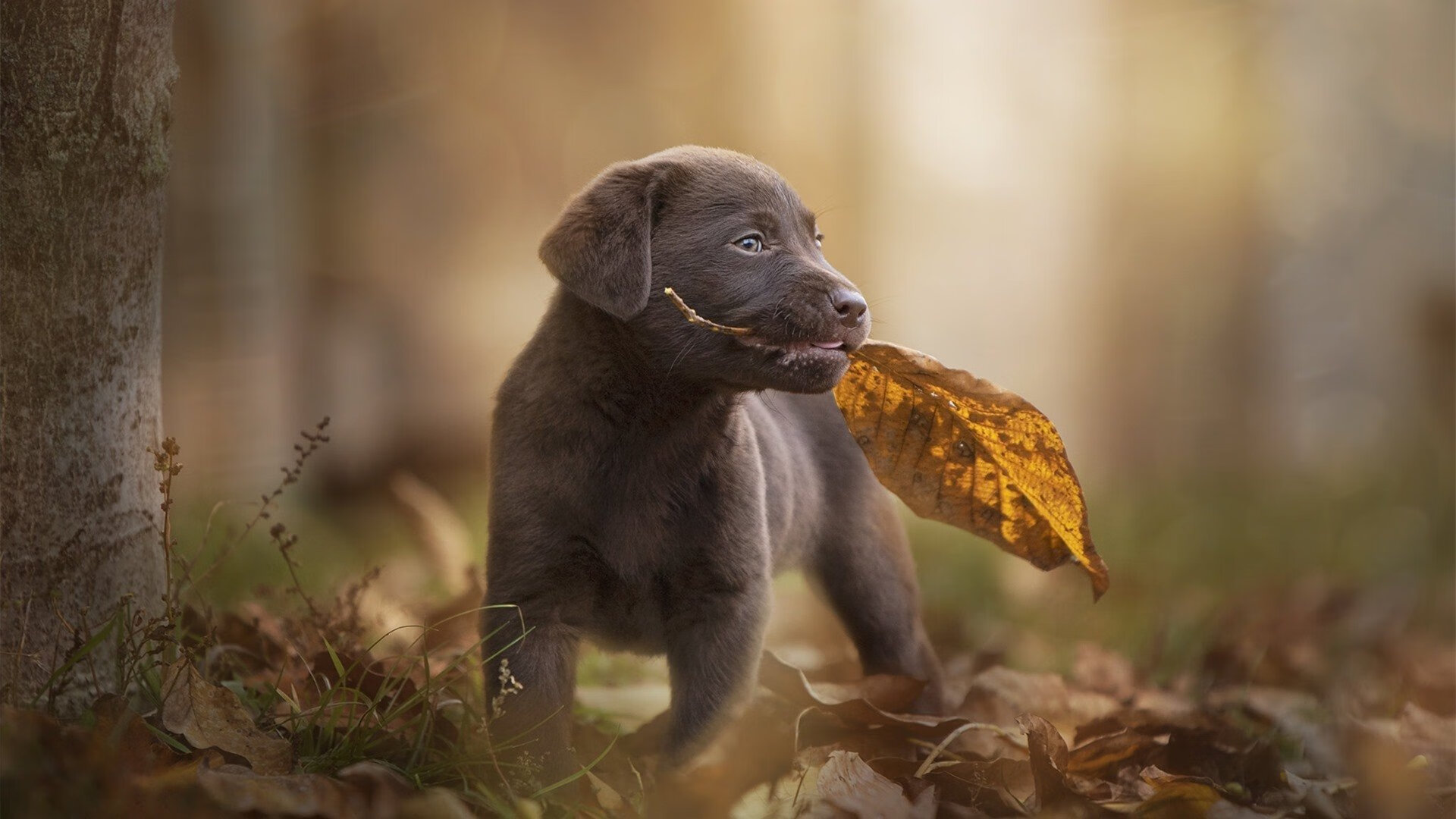 leyu乐鱼-美洲杯球场奇迹：逆境中崛起的英雄，美洲杯举办球场