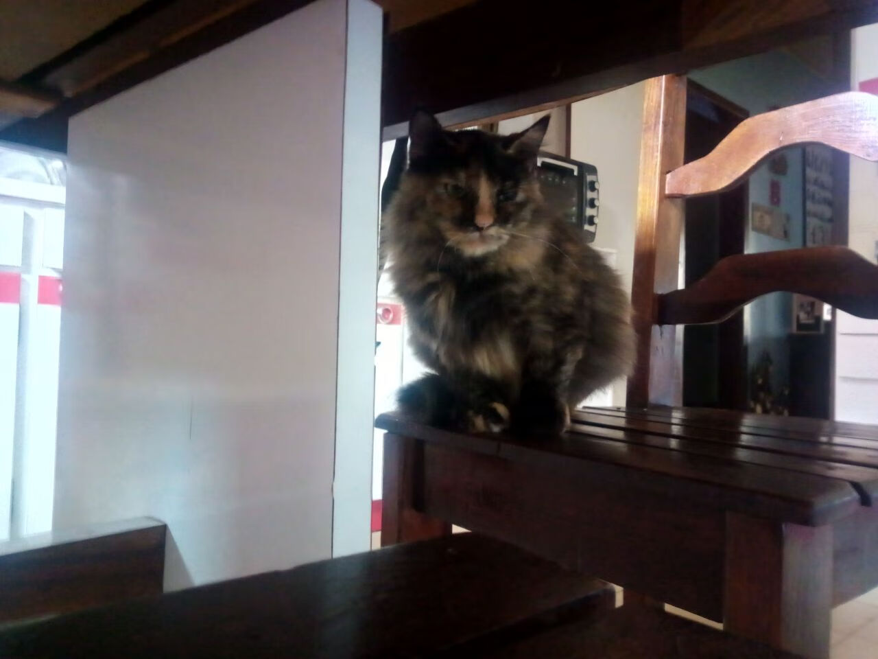 LEYU SPORTS中国官方网站-荷兰女将自由泳短程展现爆发力,荷兰游泳奥运冠军