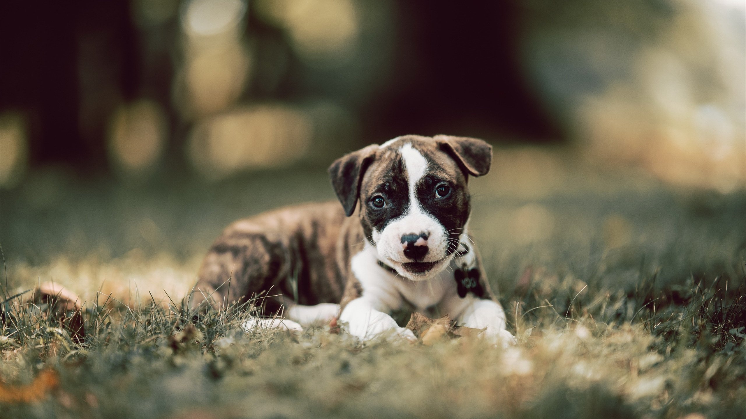 乐鱼电竞在线平台-西甲超级锋线:破门如入无人之境,西甲超级杯2020