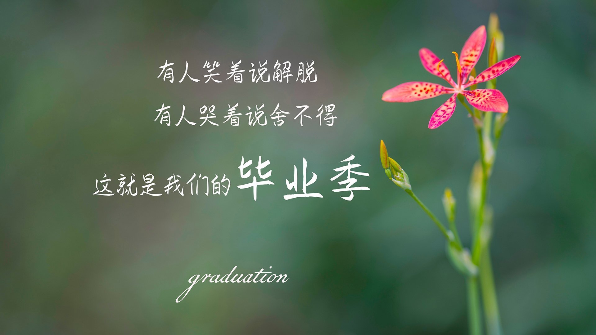 乐鱼体育登录-跳水表现亮眼波兰选手获赞，波兰跳高运动员