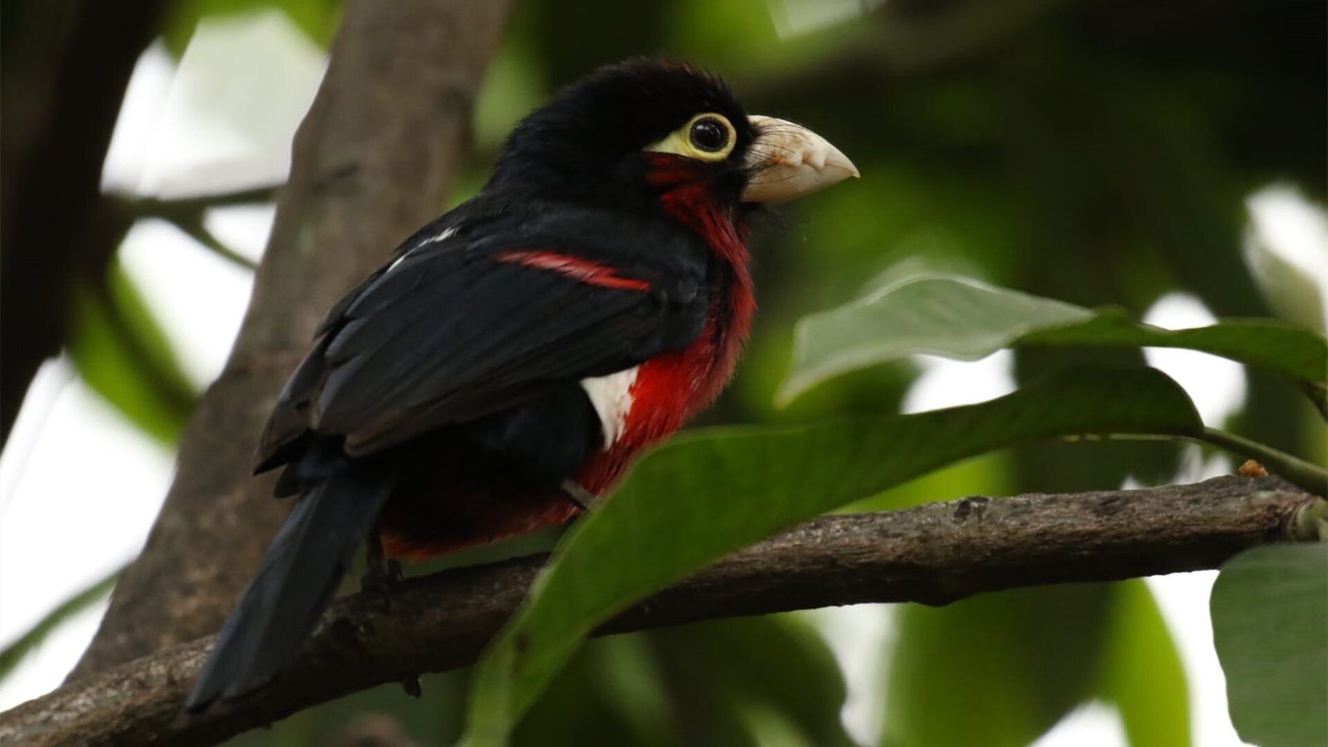 乐鱼体育平台app下载-黄蜂控卫转发训练视频并感谢粉丝留言,黄蜂队以前最有名的控卫