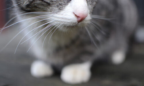 乐鱼电竞· (中国)官方网站-Gomez 身体素质强比赛活跃，身体素质比赛日记300字