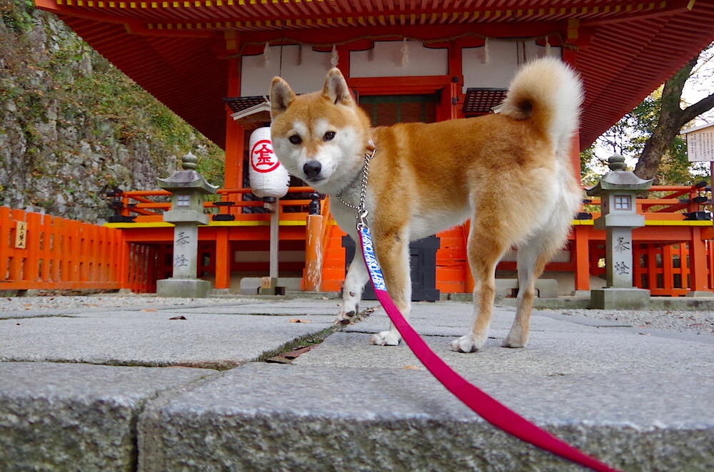 leyu乐鱼官网登录入口-不看好曼城了，这支阿森纳太稳了！，阿森纳曼城比赛结果